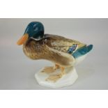 A Beswick model of a squatting mallard duck, number 817/2 in brown, teal and white gloss, 17cm high