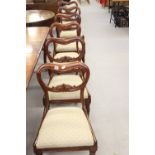 19th cent. Mahogany balloon back dining chairs on sabre back supports and turned front supports, set