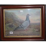 Pigeon Racing Andrew Beer: Oil on canvas, "Princess" a study of a racing pigeon owned by A Iles