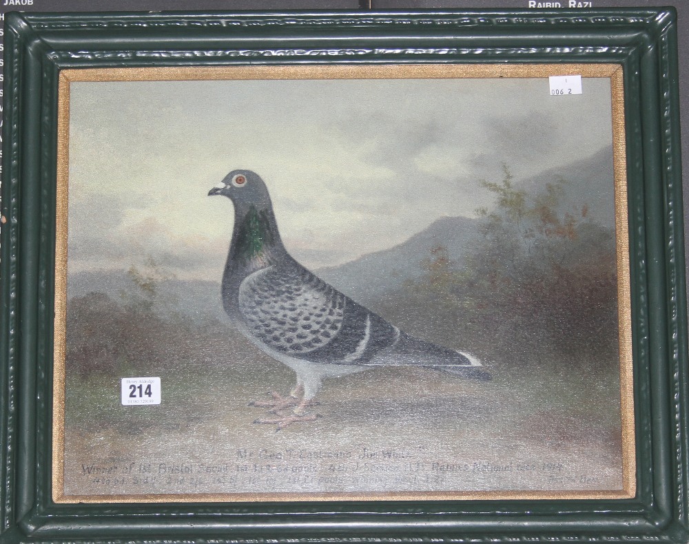 Pigeon Racing Andrew Beer: Oil on canvas, "Jim White" winner of 1st Bristol social 1st 3d and 6d - Image 2 of 2