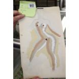 Ellis Family Archive: Rosemary Ellis 1910-1998, female nudes, series of 5 watercolours (5). 8ins x