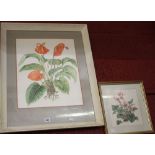 Margaret Foley, late 20th cent. watercolours 'Studies of Plants' 15ins x 18ins & 8ins x 9ins. (2).