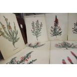 19th cent. Watercolours of the Ericaceae family of plants, over 40 examples contained in a red