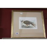 Lesley Anne Ivory: 1934 Watercolour 'Study of an Eagle Nest Building', signed lower right. Framed
