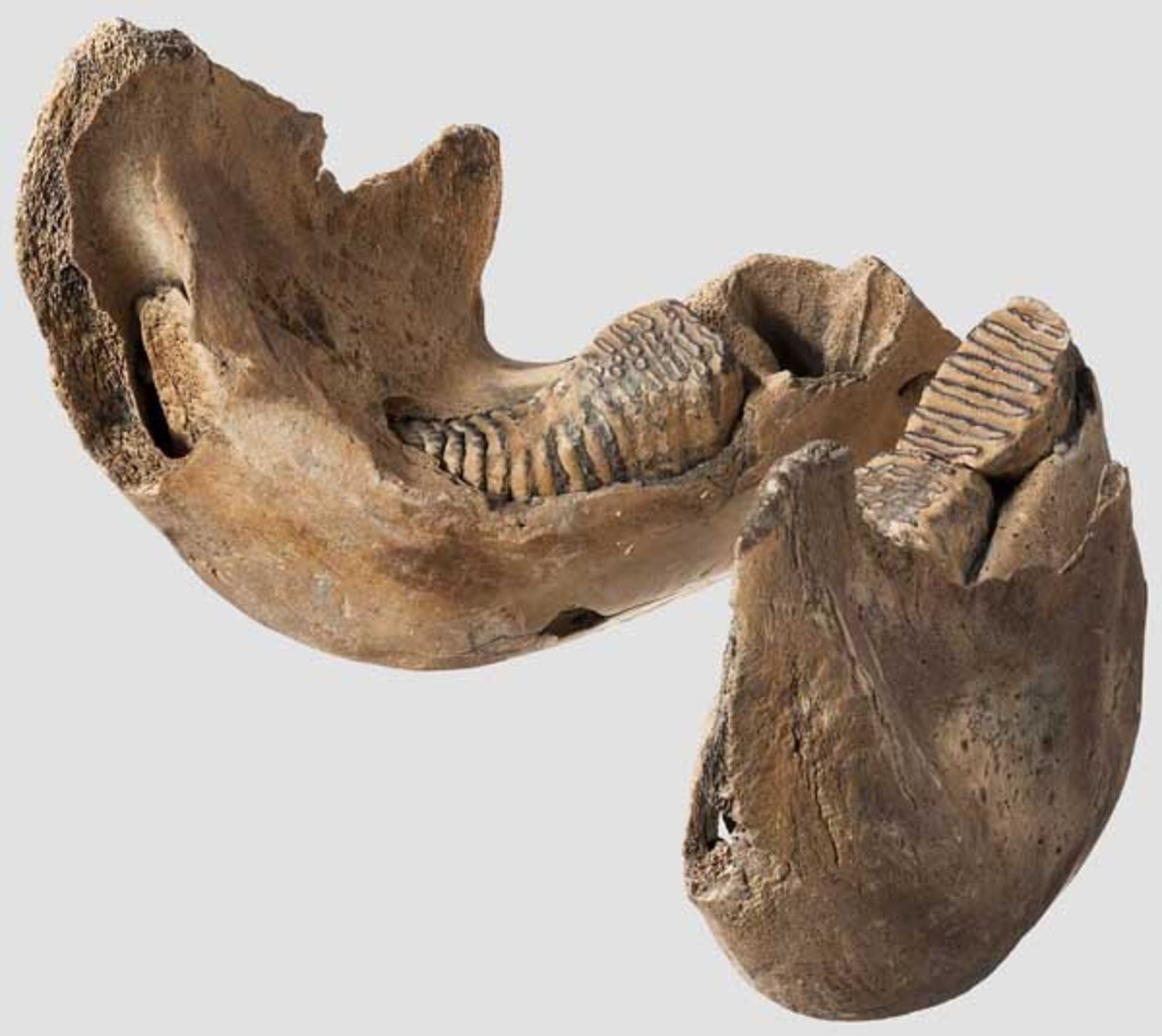 Unterkiefer eines Mammuts (Mammuthus primigenius), Pleistozän, Alter ca. 20.000 Jahre Mächtiger, gut - Bild 2 aus 2
