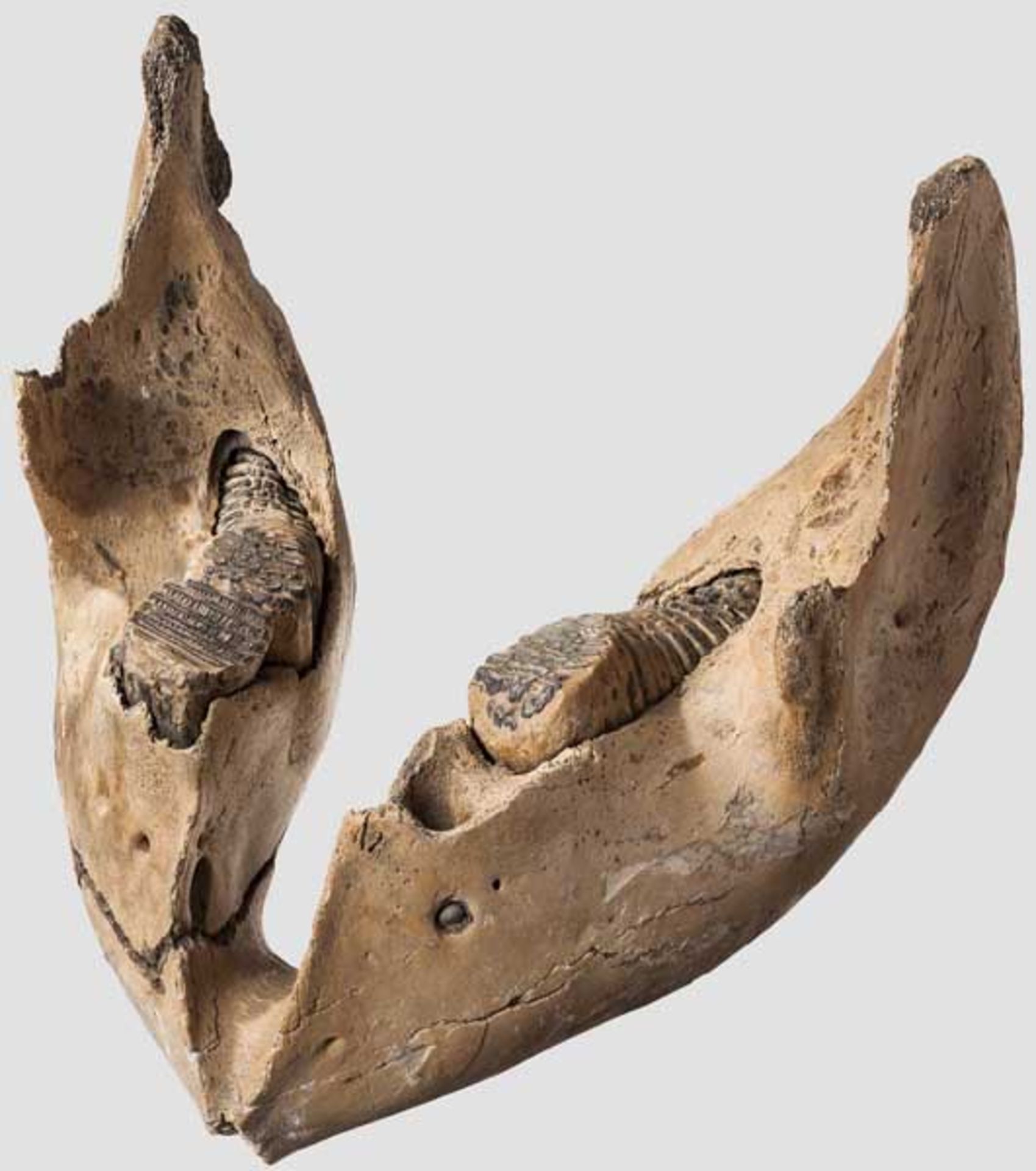 Unterkiefer eines Mammuts (Mammuthus primigenius), Pleistozän, Alter ca. 20.000 Jahre Mächtiger, gut