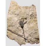 Fossilisierte Wasserpflanze, ca. 80 Millionen Jahre alt Versteinerung einer Wasserpflanze aus der