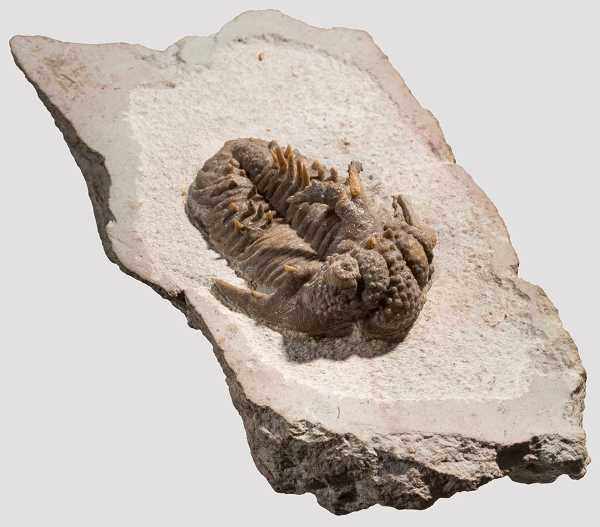 Versteinerter Trilobit Schön herausgearbeiteter Trilobit mt einer Länge von 55 mm. Struktur und