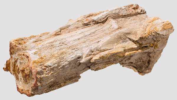 Fossilisierter kleiner Baumstamm Helle Versteinerung, die Baumrinde und die Jahresringe gut zu