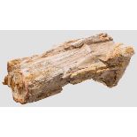 Fossilisierter kleiner Baumstamm Helle Versteinerung, die Baumrinde und die Jahresringe gut zu