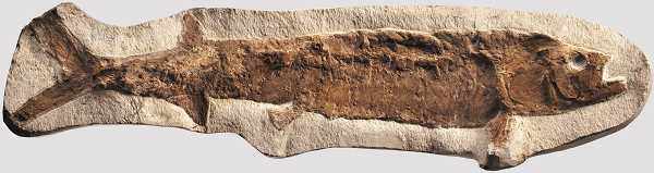 Versteinerter Fisch Brasilien, Kreidezeit, Alter ca. 100 Millionen Jahre. Vermutlich ein