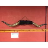 PAIR OF LARGE MOUNTED COW HORNS