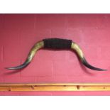 PAIR OF LARGE MOUNTED COW HORNS