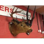 TAXIDERMY SHIELD MOUNTED DEER HEAD