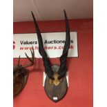 TAXIDERMY SHIELD MOUNTED HORNS