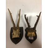 2 SMALL SHIELD MOUNTED DEER HORNS