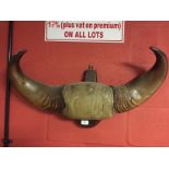 PAIR OF LARGE MOUNTED BUFFALO HORNS