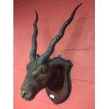 TAXIDERMY SHIELD MOUNTED SPRINGBOK HEAD