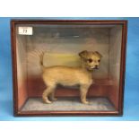 VINTAGE TAXIDERMY STUDY OF MINIATURE DOG