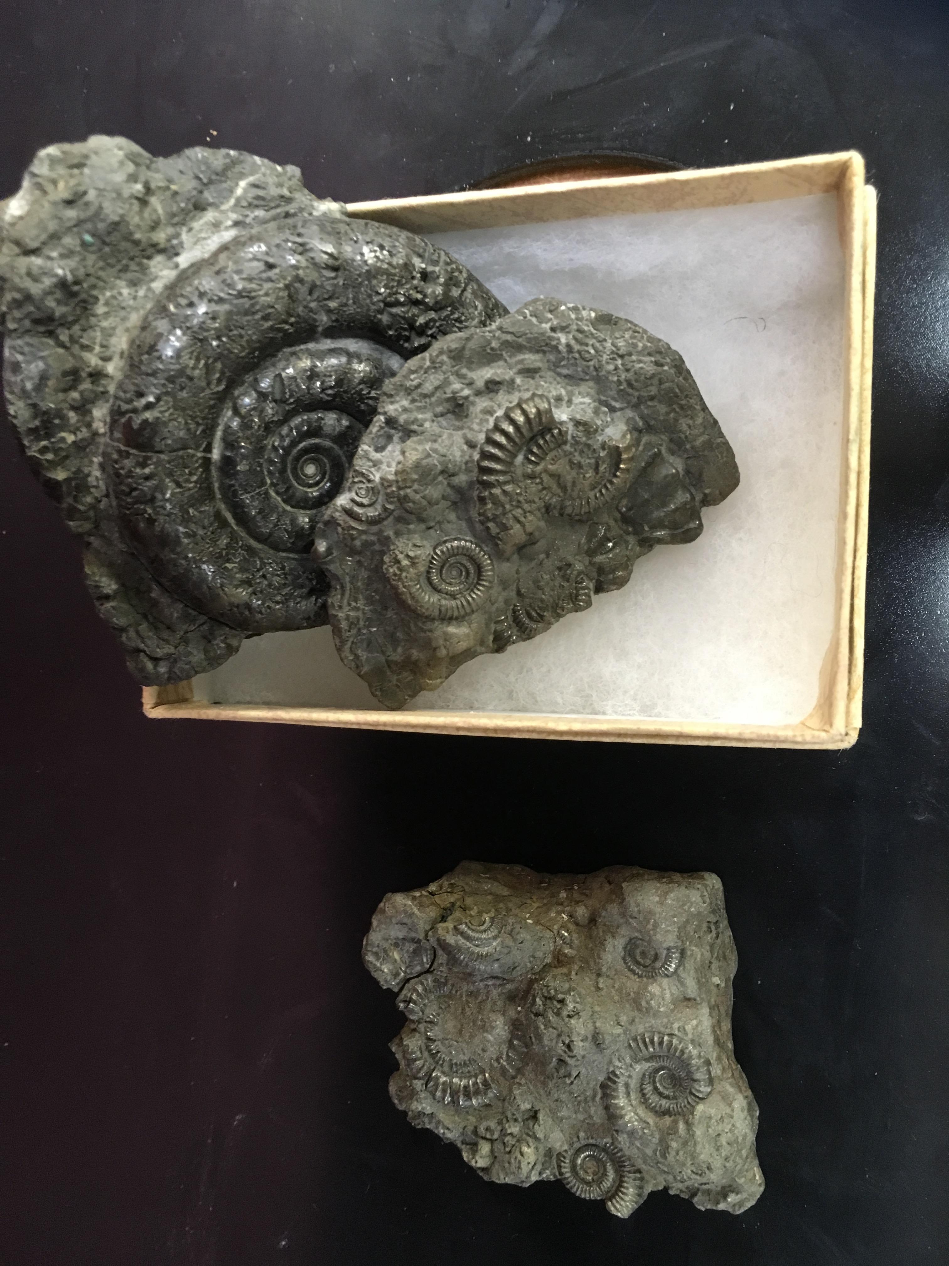 THREE PYRITE FOSSILS