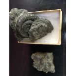 THREE PYRITE FOSSILS