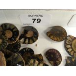 COLLECTION AMMONITE AND AND SHELL TRINKET TRAYS