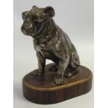 A SILVER PLATED SEATED BULLDOG CAR MASCOT 9CM