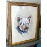 B. WEBBER - portrait of a Terrier "Scruffy" - watercolour oval - 22cm x 15cm
