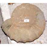 A large ammonite fossil