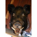 An antique stuffed and mounted Boar's head