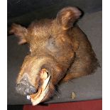 Antique stuffed and mounted hog's head