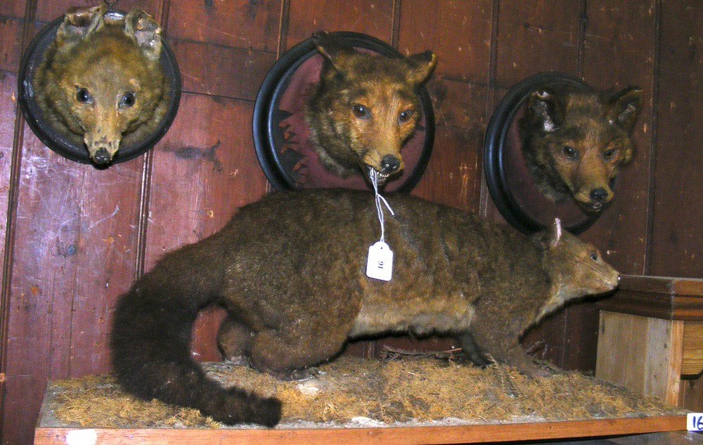 Three stuffed and mounted Foxes heads, together with a stuffed Mongoose?