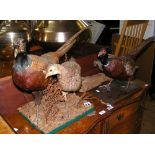 Stuffed and mounted Pheasants, together with Woodpecker