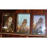 Stuffed and mounted Owl in glazed case, together with two others