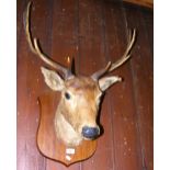 Stuffed and mounted Stag's head