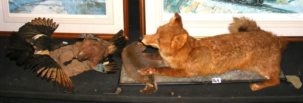 Stuffed and mounted Fox, together with Jay and Magpie