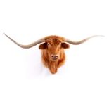 A LARGE HIGHLAND CATTLE TAXIDERMY HEAD the horns 199cm across - from her Royal Highness’ herd.