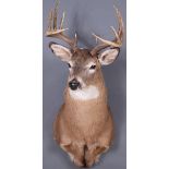 A FINE WHITETAIL DEER MOUNT, CONTEMPORARY