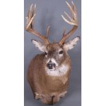 A FINE WHITETAIL DEER MOUNT, CONTEMPORARY