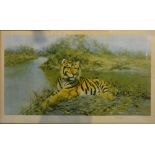 David Shepherd TIGER IN THE SUN Coloured print, limited edition number 291 from 850,