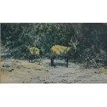 David Shepherd ANTELOPE IN A LANDSCAPE Coloured print, limited edition number 258 from 850,