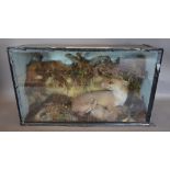 A Taxidermy Model of a Fox with Rabbit, within a naturalistic setting and glazed cabinet,