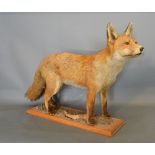 A Taxidermy Model of a Fox on Stand