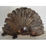 A Late 19th Early 20th Century Large Ostrich Feather Fan with tortoiseshell sticks and original box
