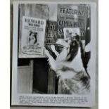 Photos (3) - Lassie returining to the big screen in The Magic of Lassie (1978, 8" x 10 ", one