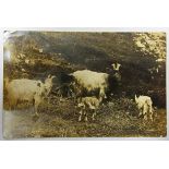 Animals/Postal History - Ulverston Rubber Ring cancel of RP postcard of highland wild goats