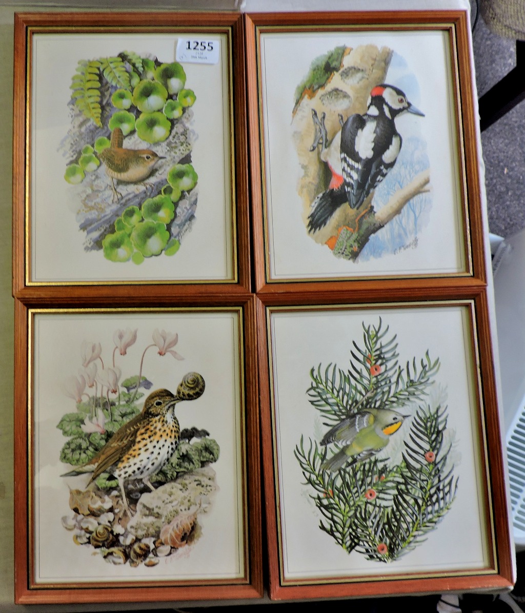 Framed Pictures(4) of wildbirds in very good condition, no foxing prints by C.F.Tunncliffe