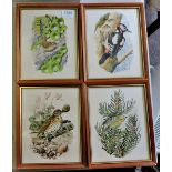 Framed Pictures(4) of wildbirds in very good condition, no foxing prints by C.F.Tunncliffe