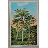 Postcard Una Finca De Papayas-colourful postcard
