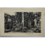Australia (Victoria) Two early card used 1904 and 1910 - Katoomba Falls and Watts River Ford,